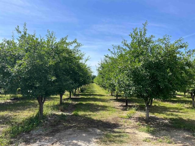 Land for sale in Corning, California