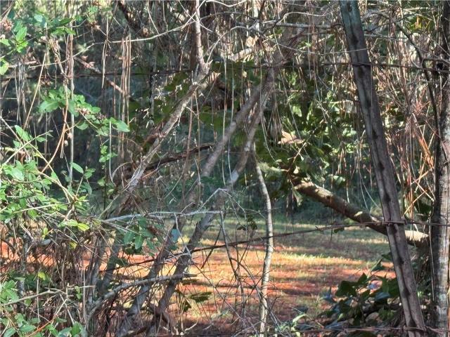 Land for sale in Amite, Louisiana