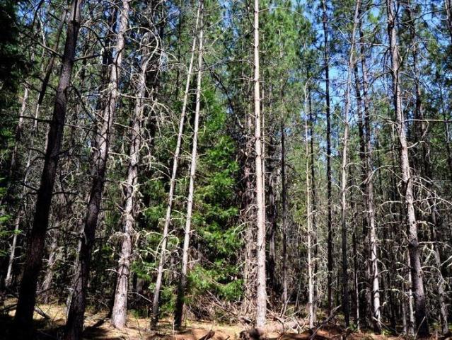Land for sale in Grants Pass