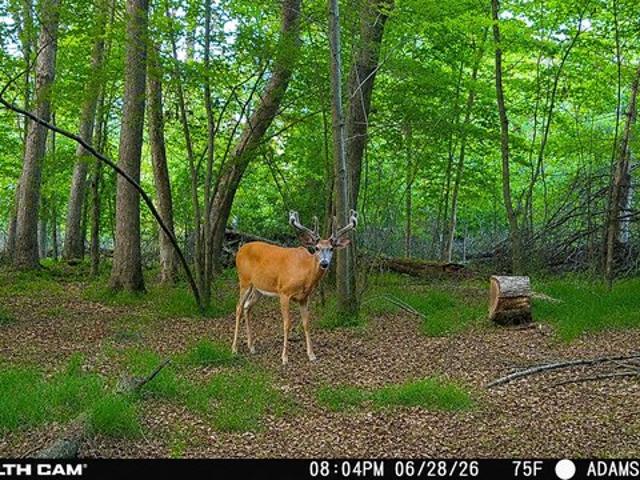 Land for sale in Adams, Wisconsin