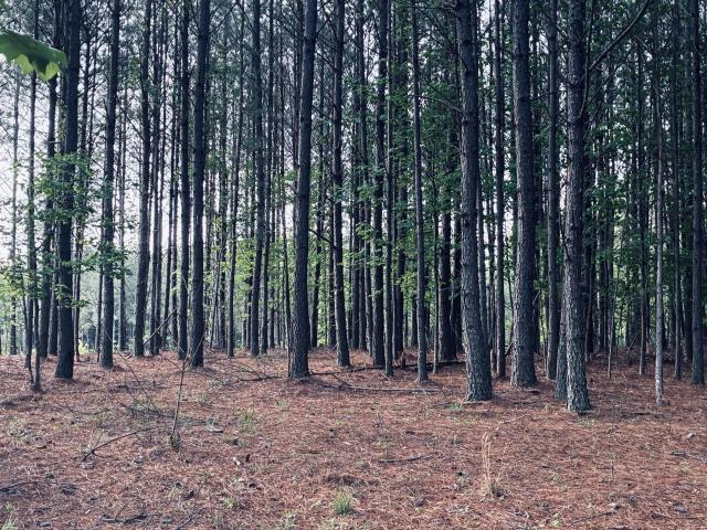 Land for sale in Tennessee