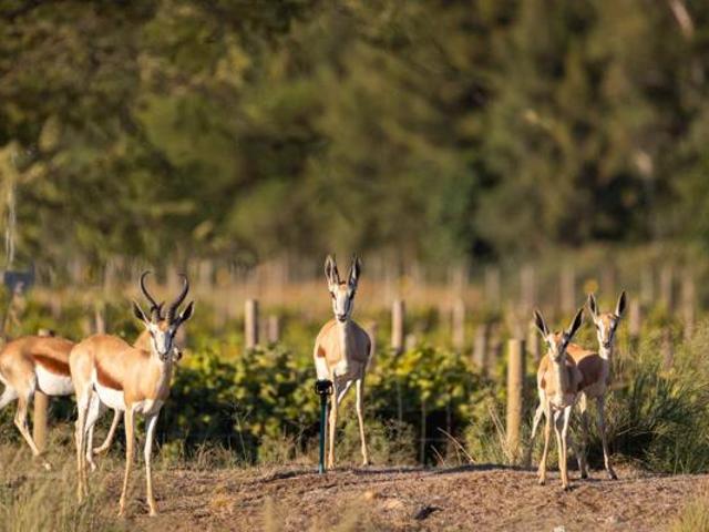 Land for sale in Durbanville, Western Cape