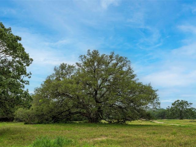 Land for sale in Flatonia, Texas