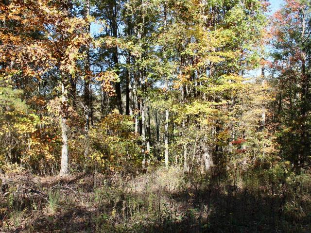 Land for sale in Laurel, Kentucky
