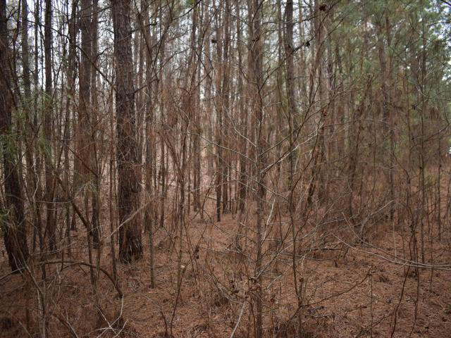 Land for sale in Chatham, North Carolina