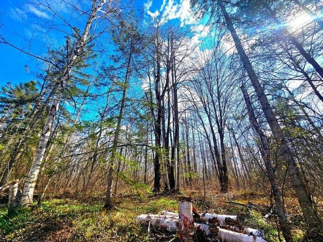 Land for sale in Elmira, Michigan