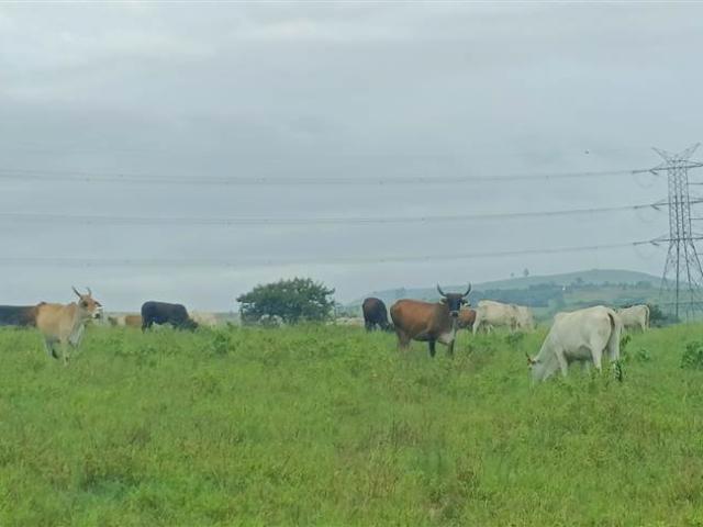 Farm for sale in Umgungundlovu, Kwazulu-natal