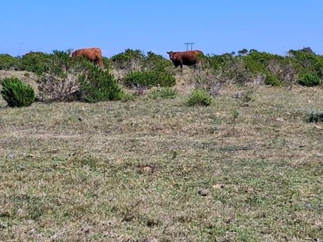 Land for sale in Cape St Francis, Eastern Cape