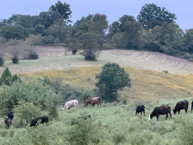 Land for sale in Goforth, Falmouth