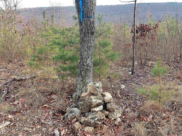 Land for sale in Valley Head, Alabama