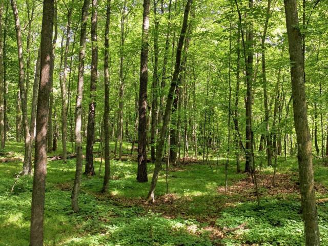 Land for sale in Minnesota