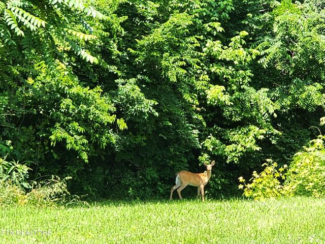 Land for sale in Tennessee