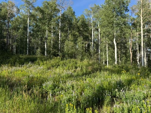 Land for sale in Clark, Colorado