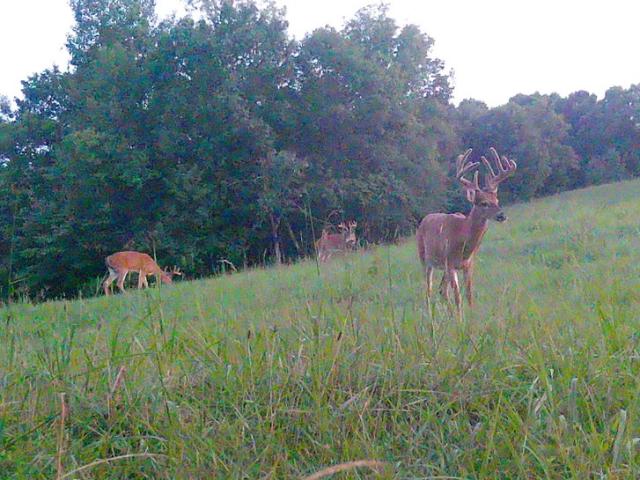 Land for sale in Owenton, Kentucky