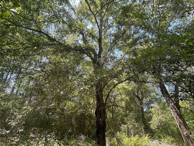 Land for sale in Magnolia, Texas