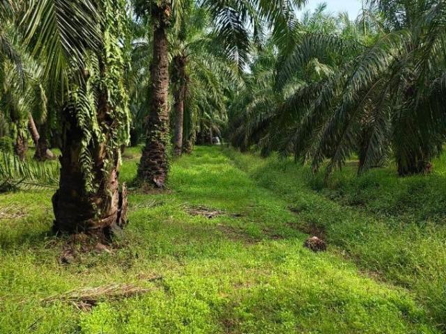 Property for sale in Tanjong Karang, Selangor