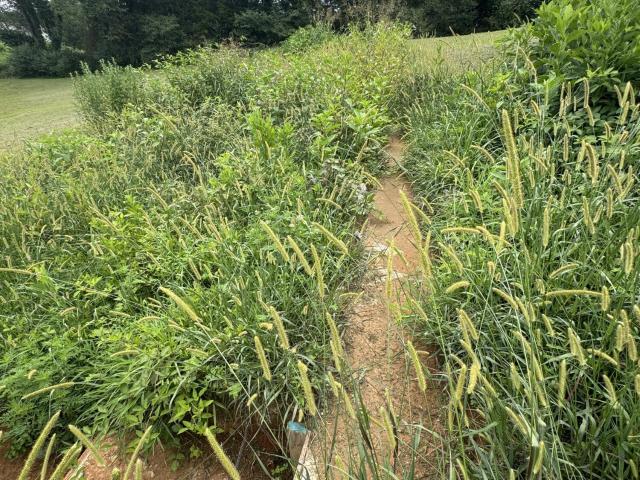 Land for sale in Albany, Kentucky