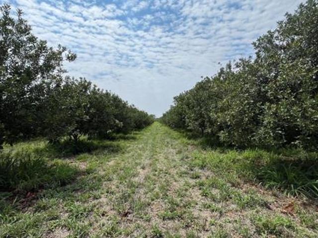 Farm for sale in Dendron, Limpopo