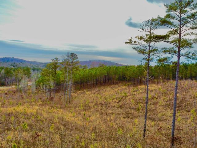Land for sale in Gilmer, Georgia