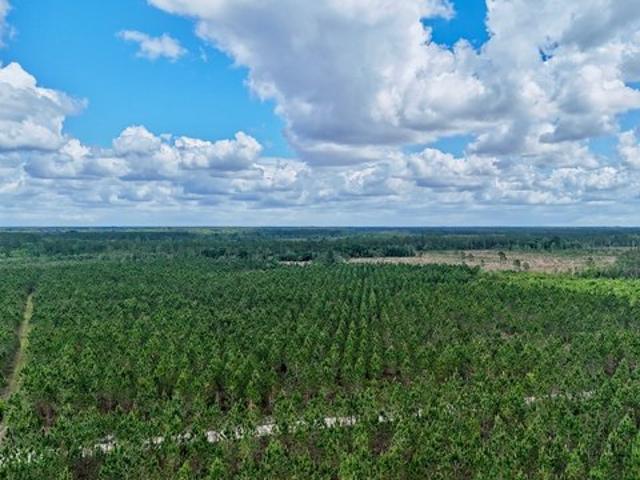 Land for sale in Odum, Georgia
