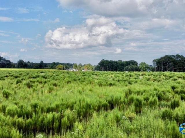 Land for sale in Elkmont, Alabama