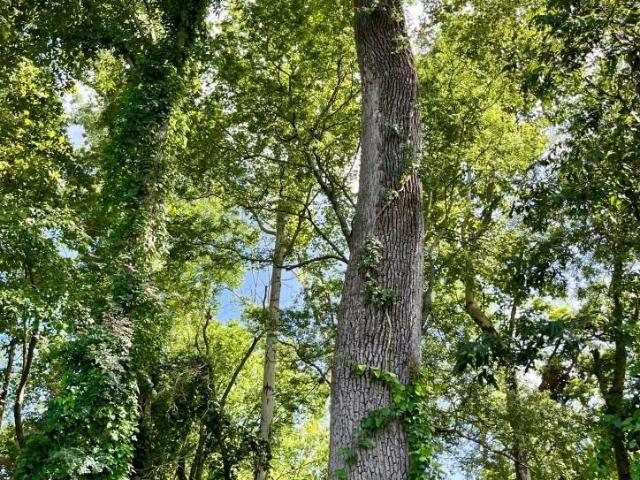 Property for sale in Louisiana