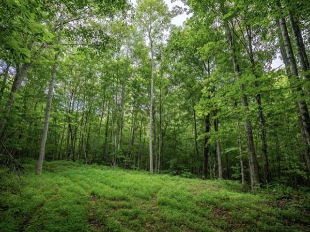 Land for sale in Zoe, Kentucky