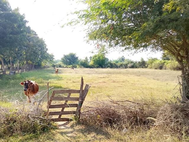 Land for sale in Pudukkottai, Tamil Nadu