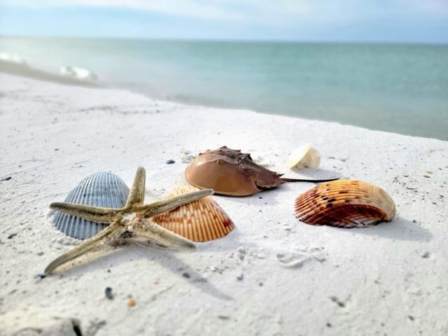 Land for sale in Gulf, Florida