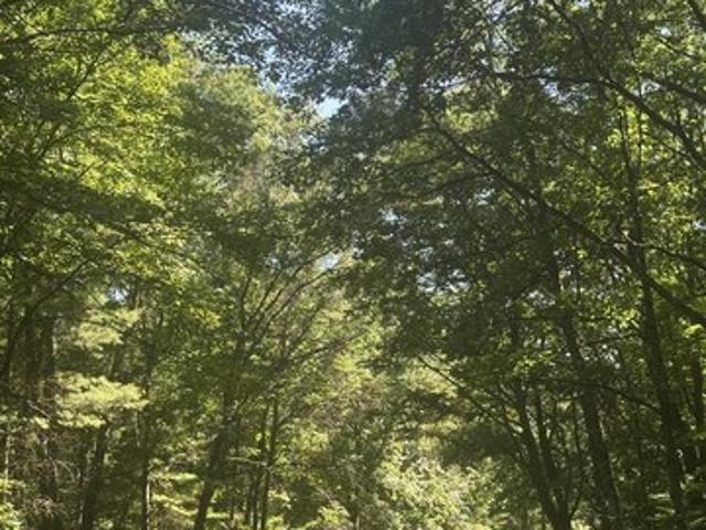 Land for sale in Holcombe, Wisconsin