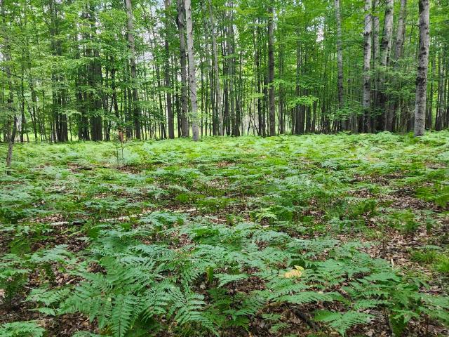 Land for sale in Michigan