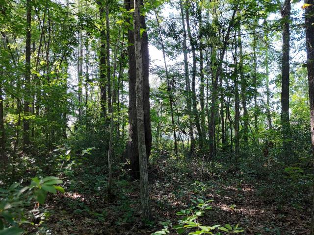 Land for sale in Sumter, South Carolina