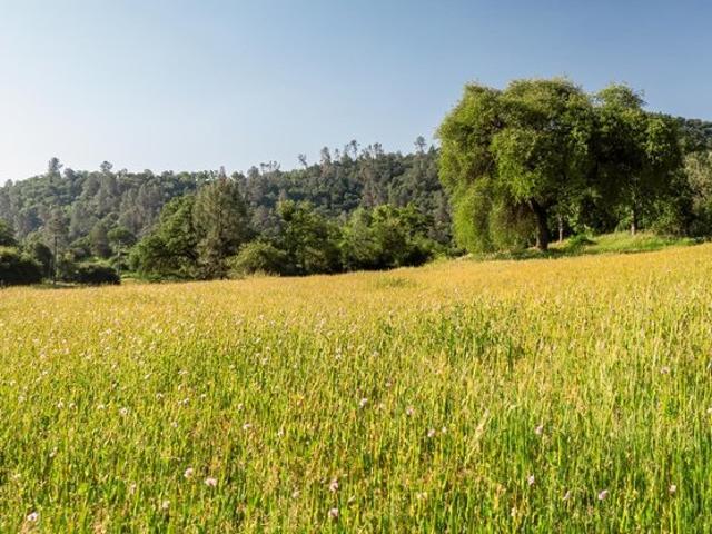 Land for sale in Tollhouse, California
