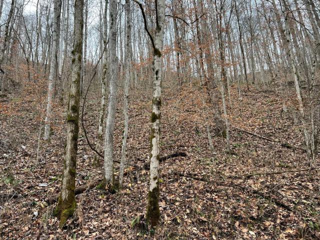 Land for sale in Leslie, Kentucky