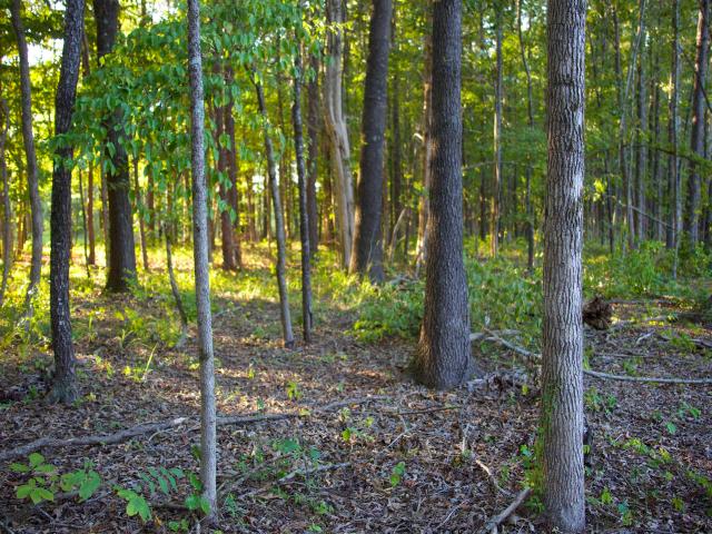Land for sale in Mississippi