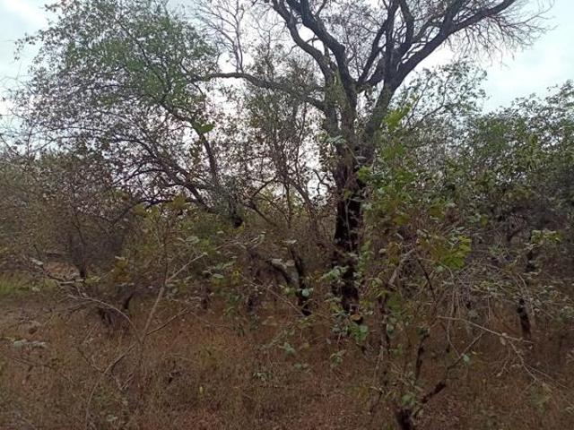 Land for sale in Ehlanzeni, Mpumalanga