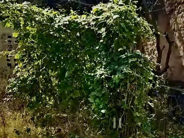 Land for sale in Jharli, Arunachal Pradesh