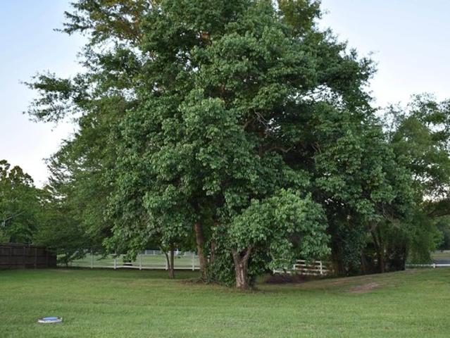 Land for sale in Titus, Texas