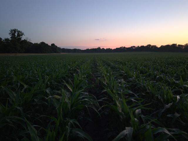 Land for sale in Lehigh, Iowa