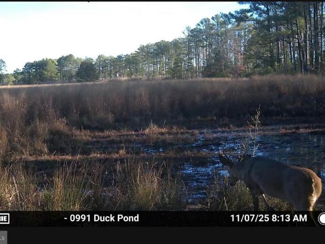 Land for sale in Dorchester, Maryland