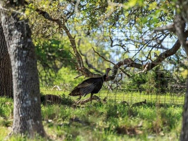 Land for sale in Fredericksburg, Gillespie County