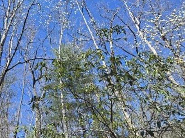 Land for sale in Rutherford, North Carolina