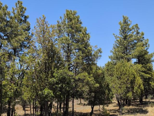 Land for sale in Happy Jack, Arizona