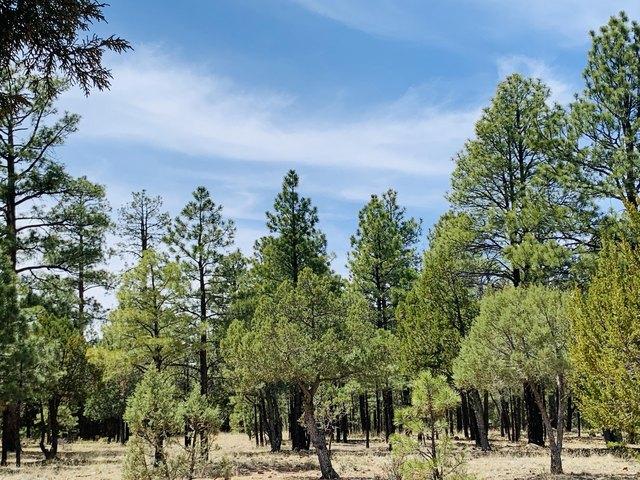 Land for sale in Happy Jack, Arizona