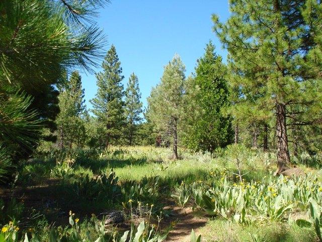Land for sale in Portola, California