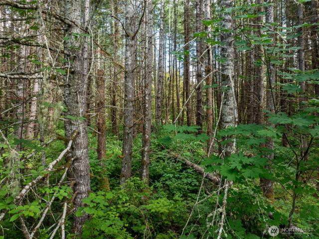 Land for sale in Ashford, Washington