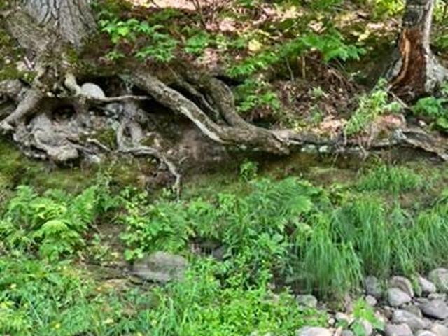 Land for sale in Town of Goetz, Chippewa County