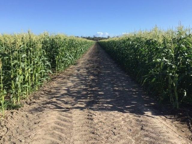 Land for sale in Banyan, Queensland