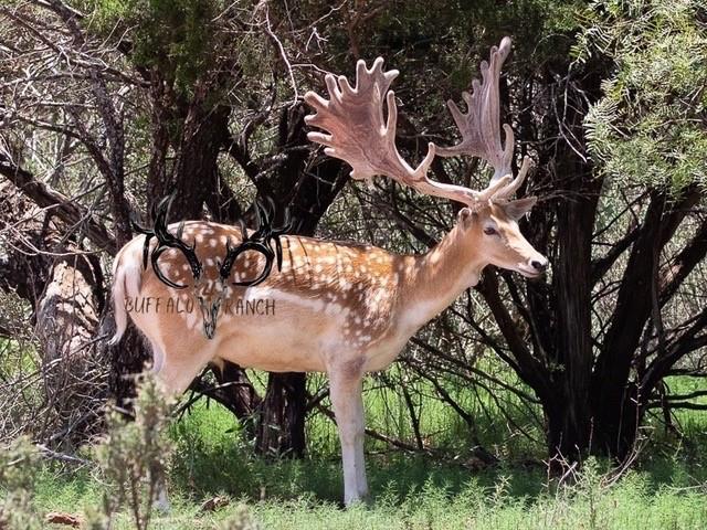 Land for sale in Nolan, Texas