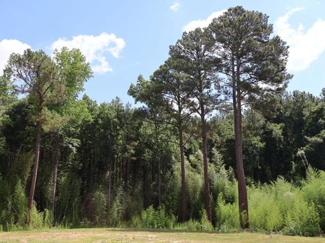Land for sale in Coats, North Carolina